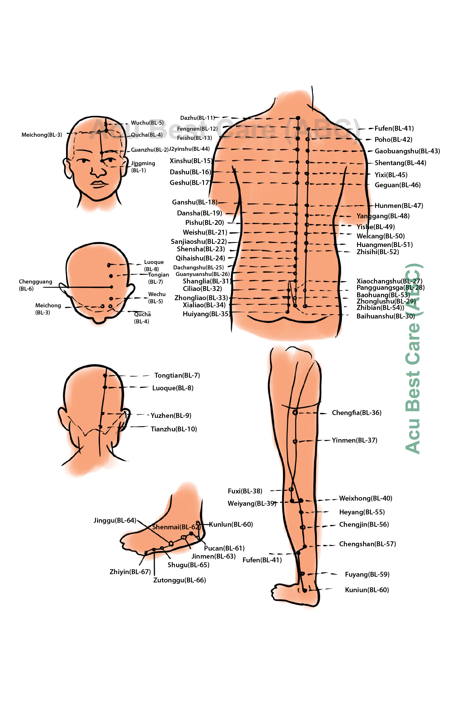 Acubestcare organ URINARY BLADDER or BLADDER